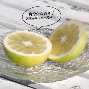 スイーティー 3年生 接木大苗 産地で剪定済 ...の詳細画像1