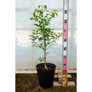 スイーティー 3年生 接木大苗 産地で剪定済 ...の詳細画像3