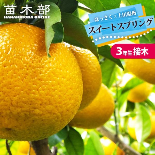 スイートスプリング 3年生接木大苗 産地で剪定済 1.0m苗