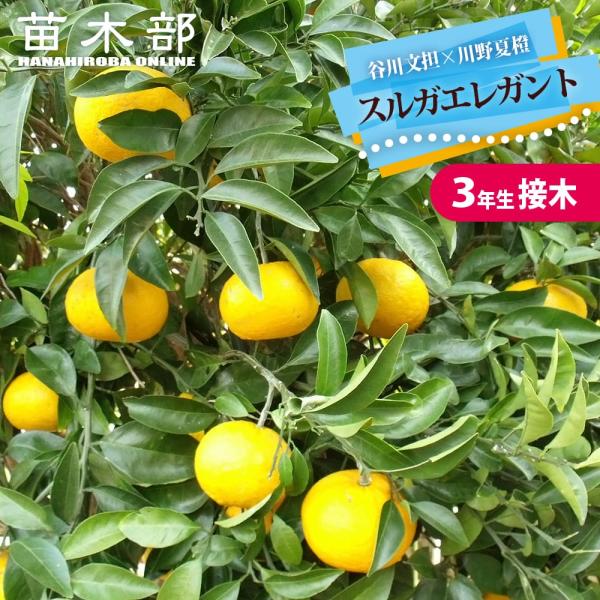 スルガエレガント 3年生接木大苗 産地で剪定済 1.0m苗