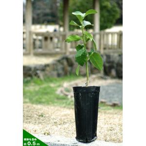 ライム 苗木 タヒチライム 1年生接木苗 予約...の詳細画像3