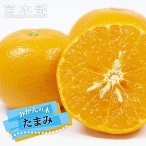 みかん 苗木 小原紅早生 3年生 接木 大苗 1.0m苗 登録品種・品種登録