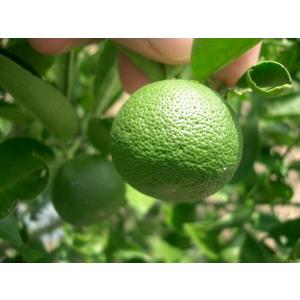 種なしすだち3年生接木大苗 産地で剪定済 1....の詳細画像1
