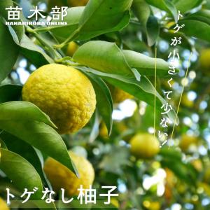 柚子 苗木 トゲなし柚子 3年生接木大苗 : 苗木部 花ひろばオンライン