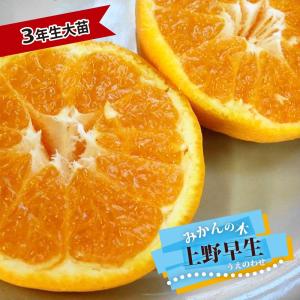 みかん 苗木 田口早生温州みかん 3年生接木大 産地で剪定済 1.0m苗