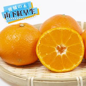 みかん 苗木 小原紅早生 3年生 接木 大苗 1.0m苗 登録品種・品種登録