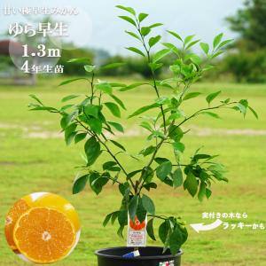 みかん 苗木 田口早生温州みかん 3年生接木大 産地で剪定済 1.0m苗