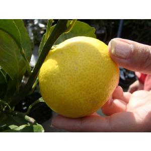 黄金柑 （ゴールデンオレンジ ） 3年生接木大苗 産地で剪定済 1.0m苗