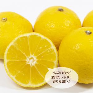 黄金柑 (ゴールデンオレンジ ) 3年生接木大...の詳細画像1