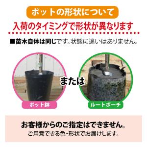 黄金柑 (ゴールデンオレンジ ) 3年生接木大...の詳細画像3