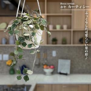 ホヤ カーティシー 3号 吊り鉢植えの商品画像
