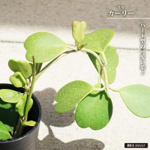 ホヤ レツーサ 4号ポット苗 爆買いweek : 苗木部 花ひろばオンライン