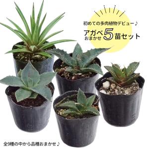 アガベ アンガスティフォリア 小苗 爆買いweek : 苗木部 花ひろば