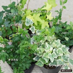 ヘデラ ヘリックス ホワイトワンダー 3号ポット苗の詳細画像4