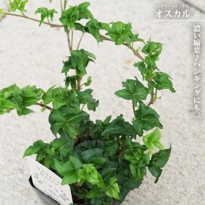 ブラヘア カルカレア Brahea calcarea 5号 : 植物・園芸専門店 花育