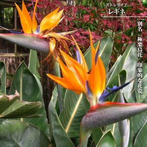 ストレリチア（ストレチア） レギネ 7号黒鉢植え