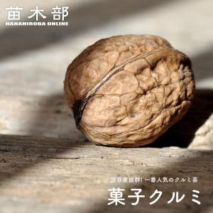 マカダミアナッツ バーモント種 取り木苗 7号スリット鉢植え : 苗木部