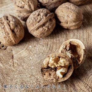 くるみの木の苗 鬼胡桃 （オニグルミ） 2年生実生苗 スリット 鉢植え