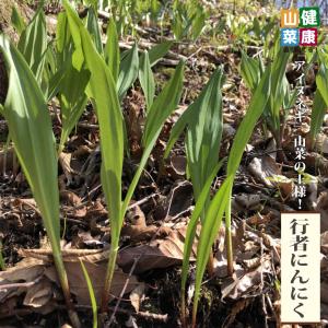 行者にんにく 3.5号ポット苗 健康山菜｜hanahirobaonline