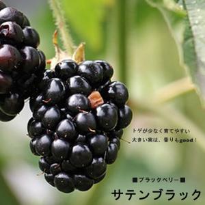 クックベリー 苗 【アロニア】 株立ち 約1.0m 根巻き苗 : 苗木の専門店
