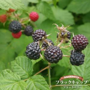 宮川早生みかん】 5年生接木苗 大苗 温州ミカン ※納期指定:発送予定