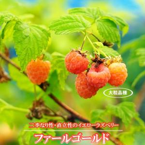 ラズベリー 苗木 グレンアンプル (とげなし) (赤実) 12cmポット苗 苗