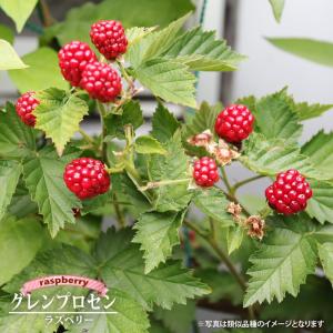 トゲなし ブラックベリー チェスター ポット苗 : 苗木部 花ひろば