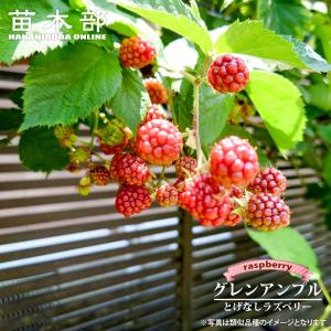 ジョイゴールド 二季なり イエローラズベリー ポット苗 : 苗木部 花