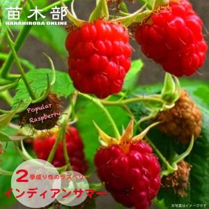 ジョイゴールド 二季なり イエローラズベリー ポット苗 : 苗木部 花
