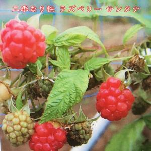 ジョイゴールド 二季なり イエローラズベリー ポット苗 : 苗木部 花