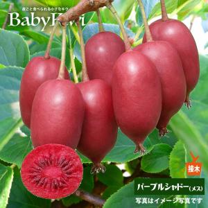 パープルシャドー (メス) ベビーキウイ 接木 ...の商品画像