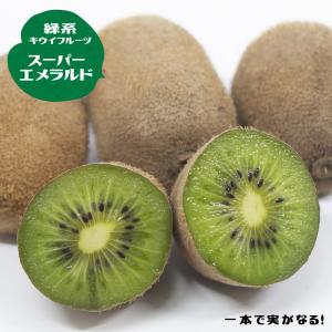 1本でなるキウイ 苗 スーパーエメラルド 3年生...の商品画像