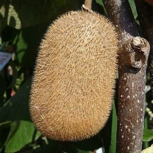 1本でなるキウイ 苗 スーパーエメラルド 3年...の詳細画像1