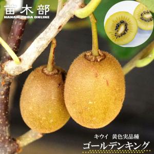 みかん 苗木 はるか 3年生接木大苗 産地で剪定済 1.0m苗 登録品種