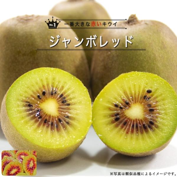 キウイ 苗 ジャンボレッド デリシャス 赤系メス 1年生接木苗 予約販売12月〜翌年1月頃入荷予定