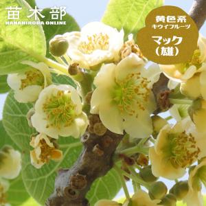 キウイ 苗 キウイの木 キウイフルーツ：ロッキー（オス木） ：果樹苗