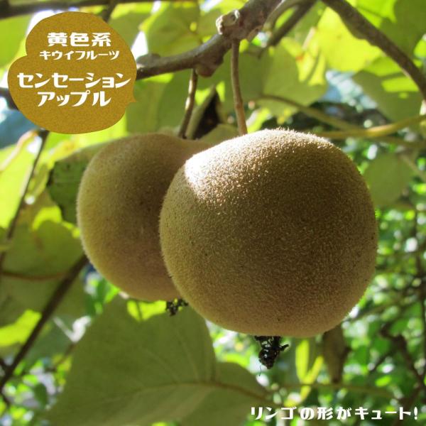 キウイ 苗 センセーションアップル 黄色系メス 1年生接木苗
