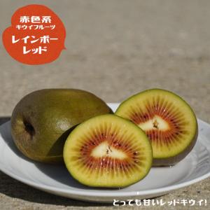 ジャボチカバ ウォーターメロン(スイカジャボチカバ） 実生 3号ポット