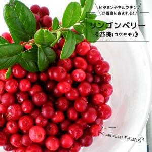 珍しいベリーの木 リンゴンベリー (コケモモ) ポット苗