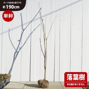 コシアブラ 単幹 根巻き特大苗 （H:190cm） 山掘り、天然 幻の山菜苗 天然木 大型宅配便・特大梱包 北海道・沖縄県・離島への発送不可