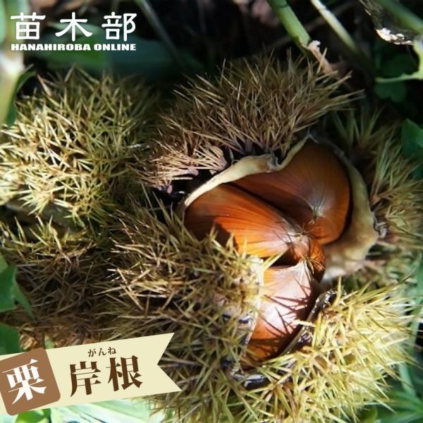 栗 苗木 がんね栗 （岸根） 1年生接木苗 予約販売11〜12月頃入荷予定