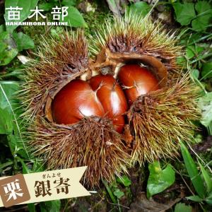 栗 苗木 苗 大実天津甘栗（中国栗系大実）：果樹苗 : 日本花卉ガーデン