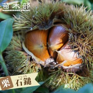 栗 苗木 石鎚 1年生接木苗