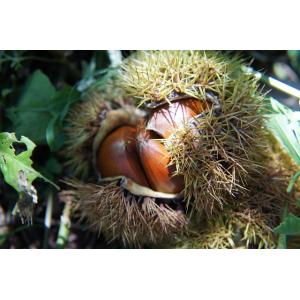 栗 苗木 ジャンボ神鍋 1年生接木苗