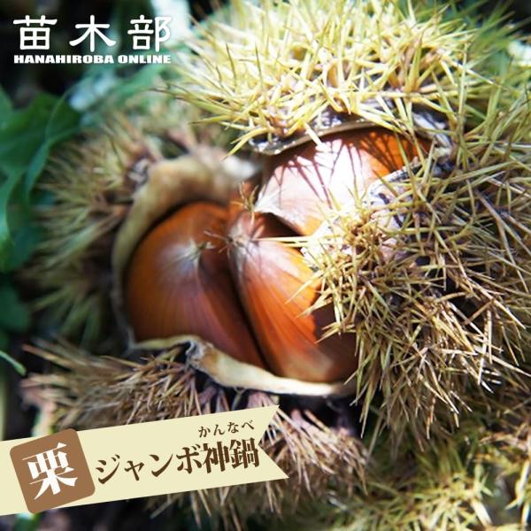 栗 苗木 ジャンボ神鍋 1年生接木苗