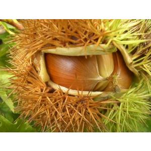 マカダミアナッツ バーモント種 取り木苗 7号スリット鉢植え : 苗木部