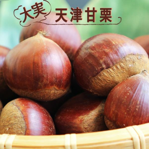 栗 苗木 大実天津甘栗 1年生接木苗