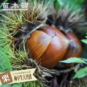 栗 果樹 苗木 大実 天津甘栗 1年生接木苗 4.5号 (直径13.5cm)ポット