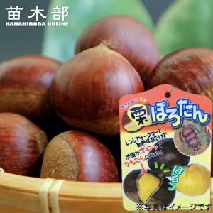 栗 苗木 ぽろたん 3年生接木大苗 1m苗 産地で剪定済 1.0m苗 登録品種