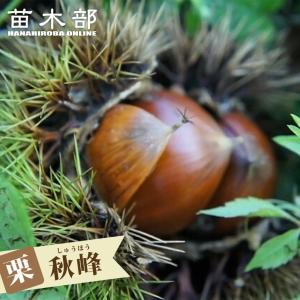 栗 苗木 極早生大丹波 1年生接木苗 爆買いweek : 苗木部 花ひろば